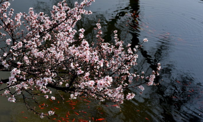湖边的花.jpg