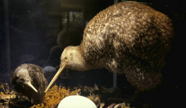 新西兰国鸟.jpg