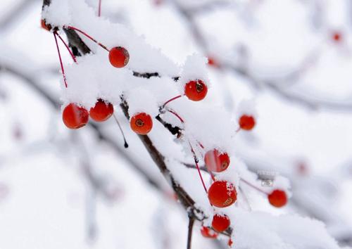 雪与海棠.jpg